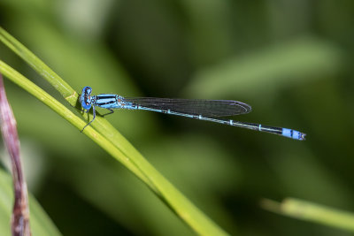 Blue Riverdamsel (Pseudagrion microcephalum)