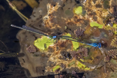 Blue Riverdamsel (Pseudagrion microcephalum)
