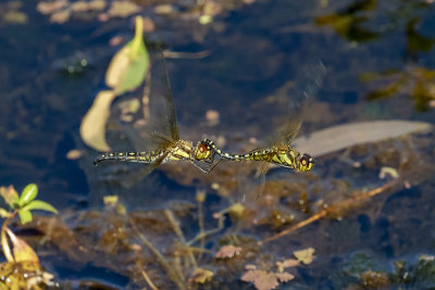 Water Prince (Hydrobasileus brevistylus)