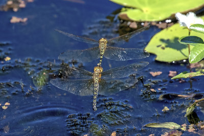 Water Prince (Hydrobasileus brevistylus)