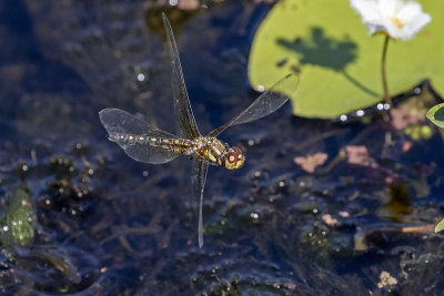 Water Prince (Hydrobasileus brevistylus)
