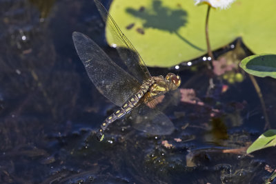 Water Prince (Hydrobasileus brevistylus)