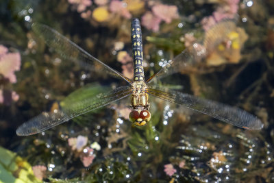 Water Prince (Hydrobasileus brevistylus)