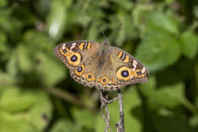 Meadow Argus (Junonia villida)