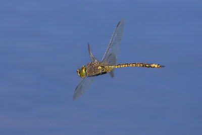 Australian Emperor (Hemianax papuensis)