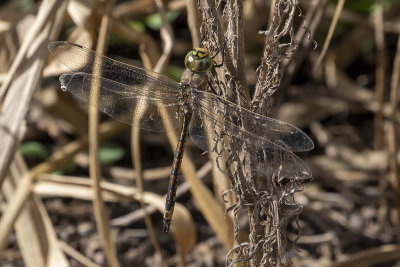 Australian Emperor (Hemianax papuensis)