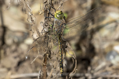Australian Emperor (Hemianax papuensis)