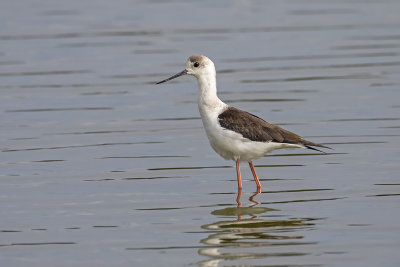 Pied Stilt (Himantopus leucocephalus)