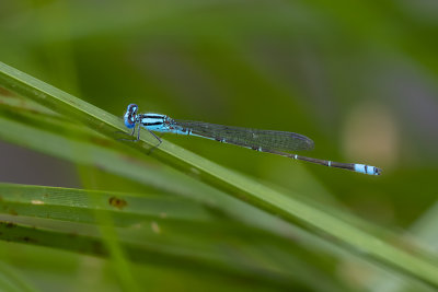 Blue Riverdamsel (Pseudagrion microcephalum)