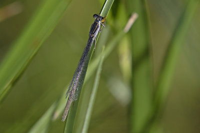 Common Bluetail (Ischnura heterosticta)