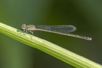 Blue Riverdamsel (Pseudagrion microcephalum)