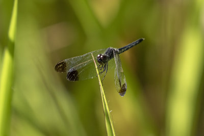 Charcoal-winged Percher (Diplacodes nebulosa)