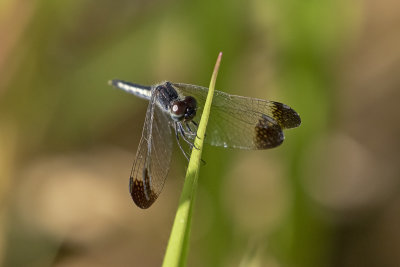 Charcoal-winged Percher (Diplacodes nebulosa)