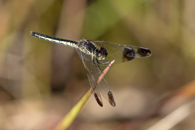 Charcoal-winged Percher (Diplacodes nebulosa)