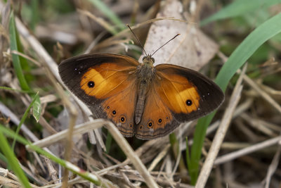 Orange Bush-brown (Mycalesis terminus)