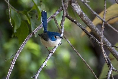 Lovely Fairywren (Malurus amabilis)