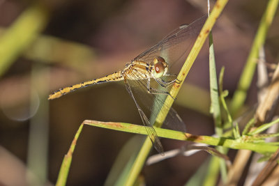 Wandering Percher (Diplacodes bipunctata)