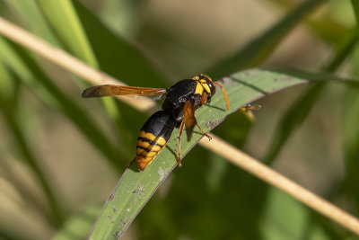 Black and Yellow Wasp (Rhynchium superbum)