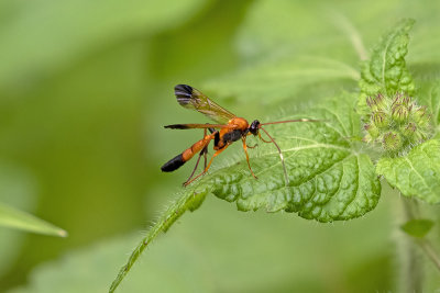 Black-tipped Orange Ichneumon Wasp (Ctenochares bicolorus)
