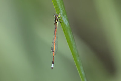 Aurora Bluetail