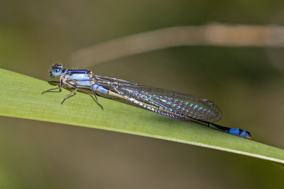 Common Bluetail (Ischnura heterosticta)