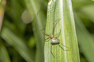 Silver Orb Spider (Leucauge dromedaria)
