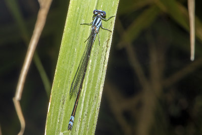 Blue Riverdamsel (Pseudagrion microcephalum)
