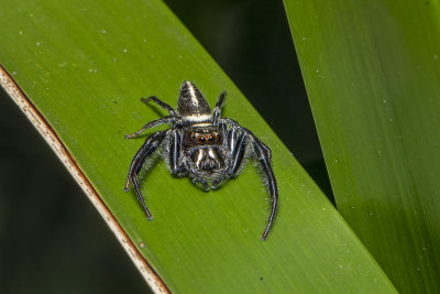 Garden Jumping Spider (Opisthoncus sp.)