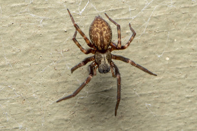 Grey House Spider (Badumna longinqua)