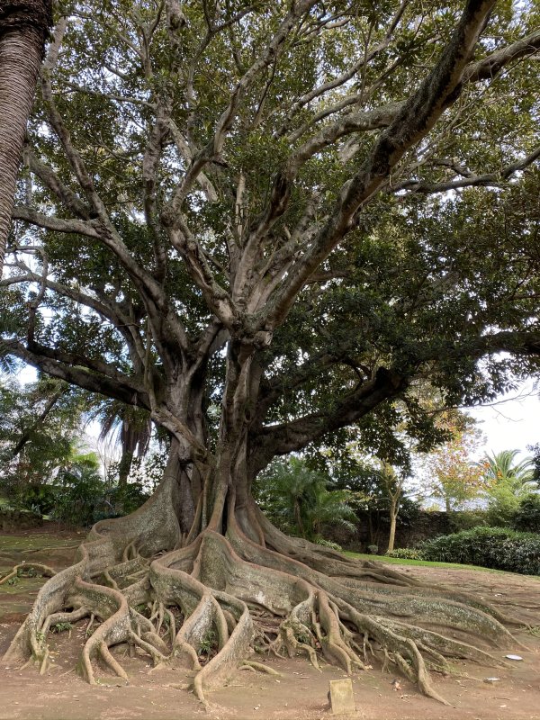 Tree Roots Ponta Delgada