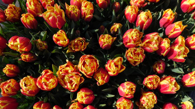 Tulips At Springtime