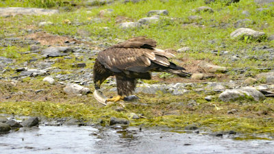Eagle_with_fish_1.jpg