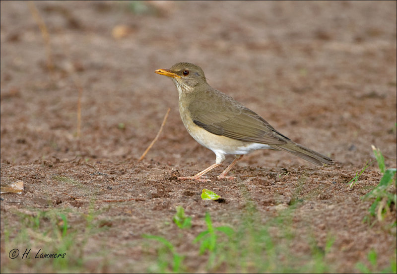 African thrush - Pelioslijster - _MG_0064.jpg