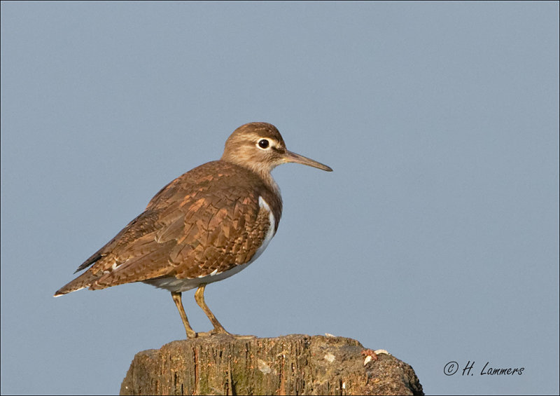 Common Sandpiper - Oeverloper - Actitis hypoleucos