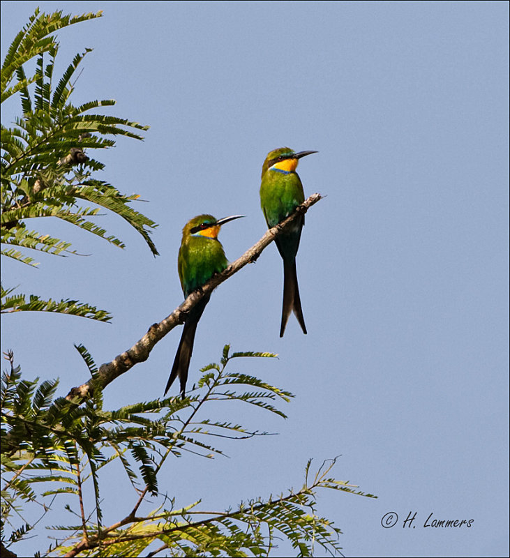 Swallow-Tailed Bee-eater - Zwaluwstaartbijeneter - Merops hirundineus