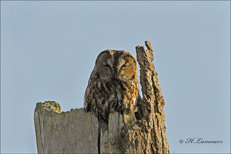 Twany Owl - Bosuil - Strix aluco