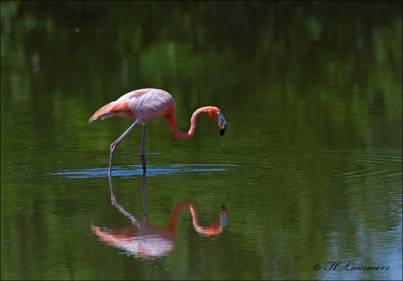  Greater of American flamingo - Rode of Cubaanse flamingo - Phoenicopterus ruber