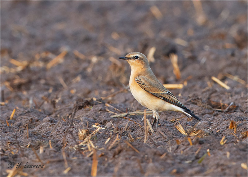 Northern Wheatear- Tapuit-  Oenanthe oenanthe