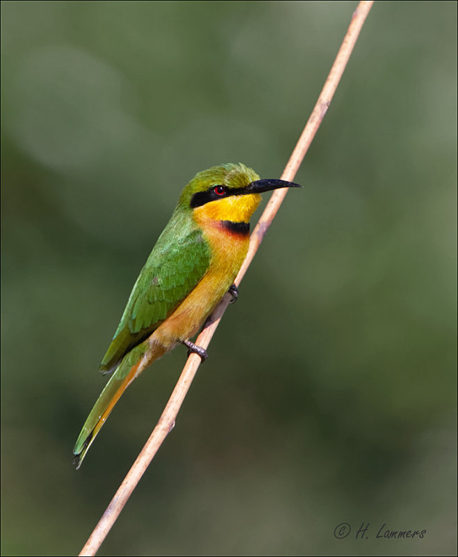 Little Bee-eater- Dwergbijeneter - Merops pusillus 