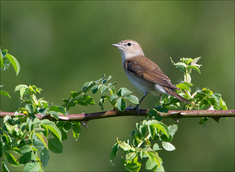Garden Warbler - Tuinfluiter - Sylvia borin 