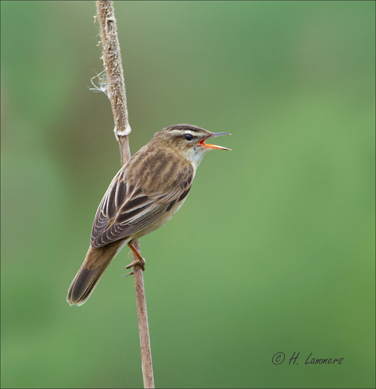 Sedge Warbler - Rietzanger - Acrocephalus schoenobaenus 