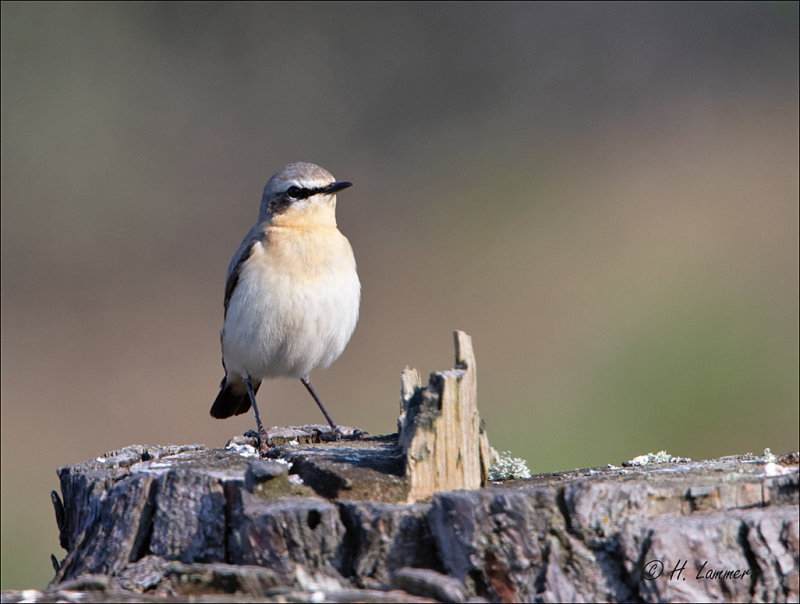 Northern Wheatear - Tapuit _ Oenanthe oenanthe