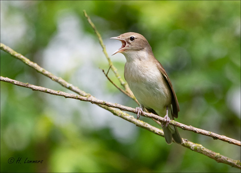 Garden Warbler - Tuinfluiter - Sylvia borin