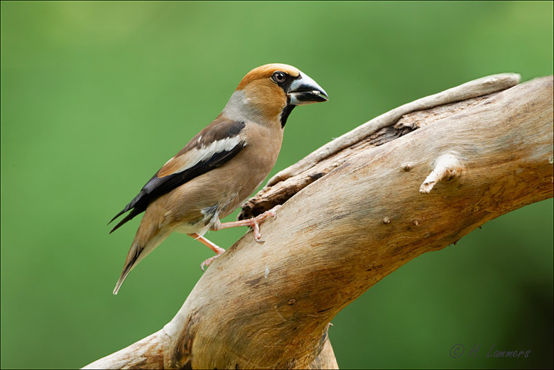 Hawfinch - Appelvink - Coccothraustes coccothraustes