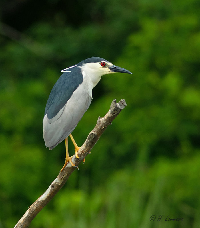 Black-crowned Night Heron - Kwak - Nycticorax nycticorax