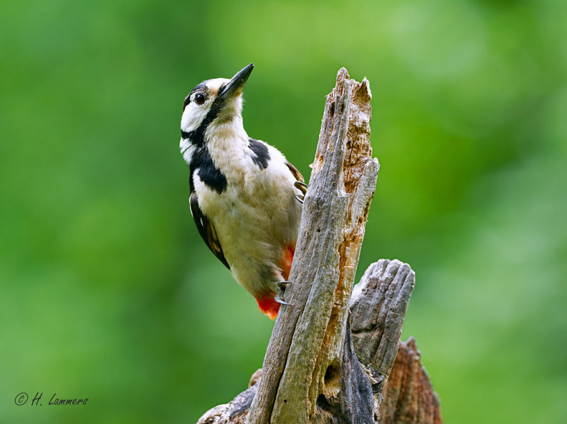Great Spotted Woodpecker  - Grote Bonte Specht - Dendrocopos major