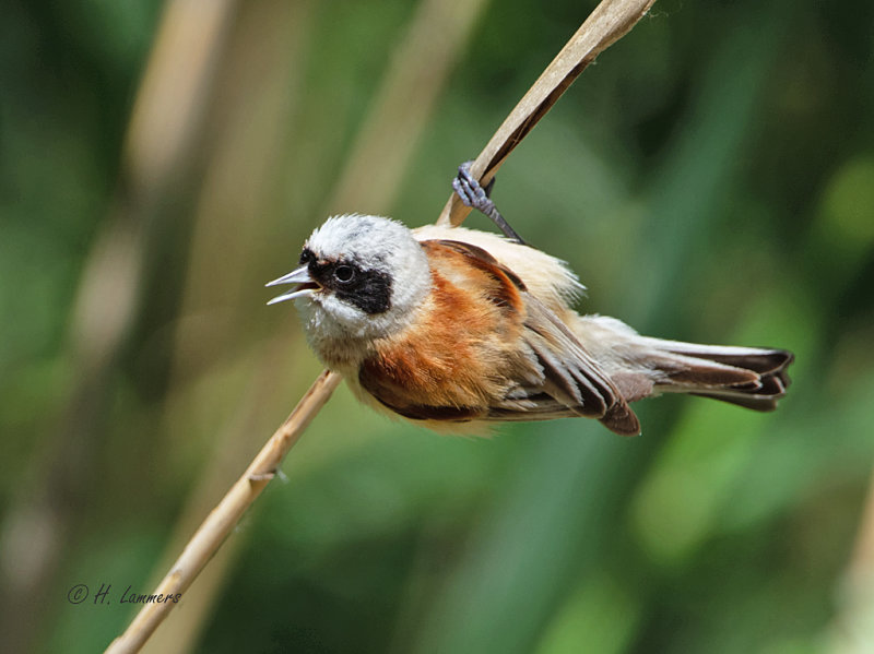 Penduline Tit - Buidelmees - Remiz pendulinus