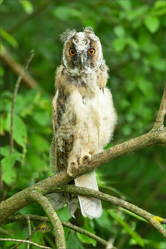 Long-eared Owl  Juv. - Ransuil juv