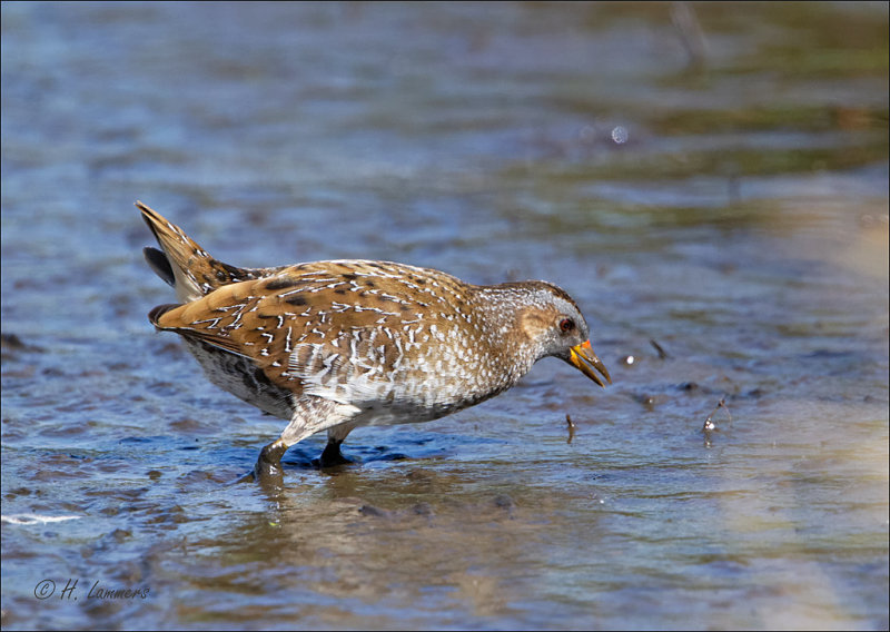 spotted_crake__porseleinhoen__porzana_porzana