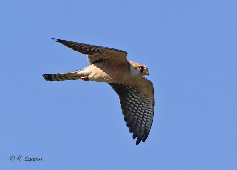 Red-footed Falcon - Roodpootvalk -- Falco vespertinus.  